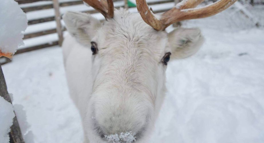 Excursie naar de rendierboerderij
